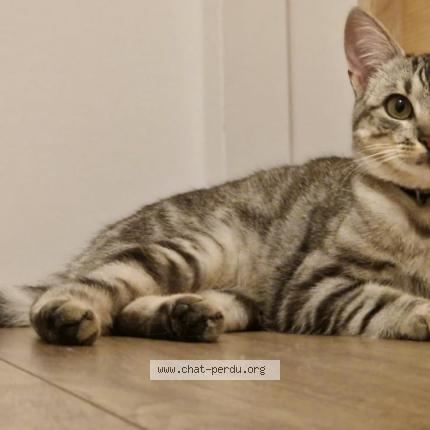 Photo 1/1 Tokyo Chat lost in Pleslin trigavou