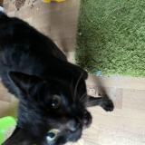 Picture of cat found at Pierre De Bresse