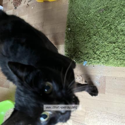 Photo 1/1 Found cat Found in Pierre de bresse