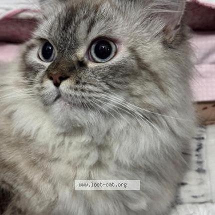 Photo 1/1 Kuro Chat lost in Jaipur