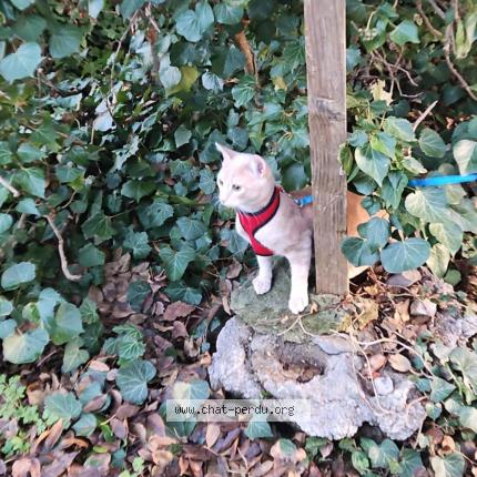 Photo 1/3 Fripouille Chat lost in Bras