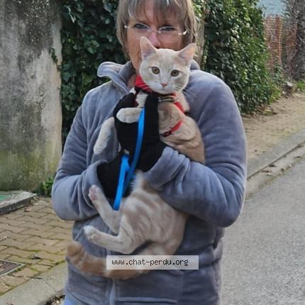 Photo 2/3 Fripouille Chat lost in Bras