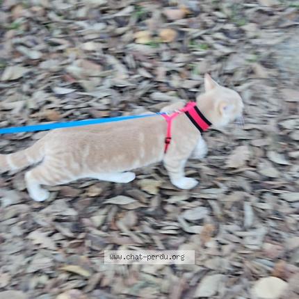 Photo 3/3 Fripouille Chat lost in Bras