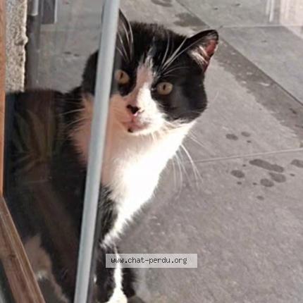Photo 1/1 Found cat Found in Destord