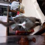 Picture of cat found at Emanville