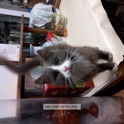 Photo 1/1 Found cat Found in Emanville