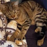 Picture of cat found at Spay