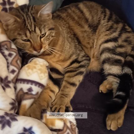 Photo 1/1 Found cat Found in Spay