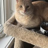 Picture of cat found at Edmonton