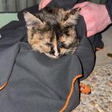 Picture of cat found at Francheleins