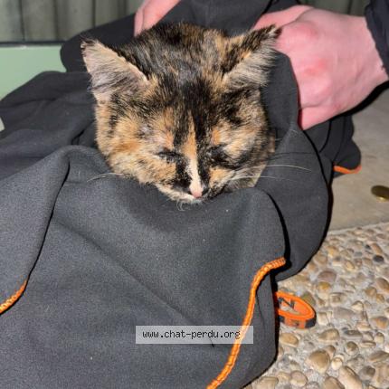 Photo 1/1 Found cat Found in Francheleins