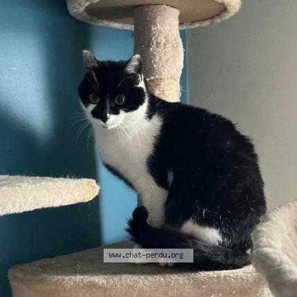 Photo 1/1 Cat reunited Lost in Villers les nancy