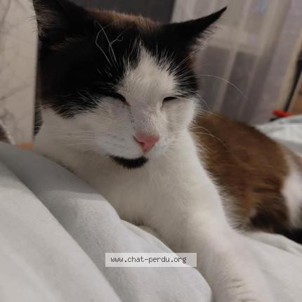 Photo 1/1 Minoucha Chat lost in La creche