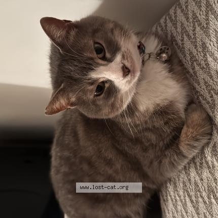 Photo 1/1 Maviş Chat lost in Ludwigshafen am rhein