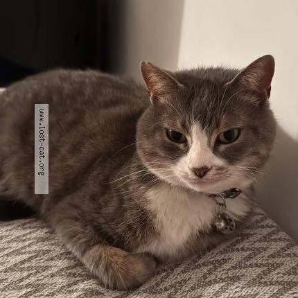 Photo 1/1 Maviş Cat lost in Ludwigshafen Am Rhein