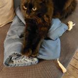 Picture of cat lost at St Hilaire Les Places