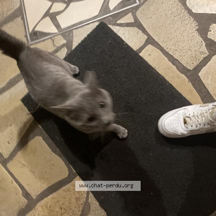 Photo 1/1 Cat reunited Found in Tourcoing