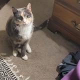 Picture of cat lost at Federal Way