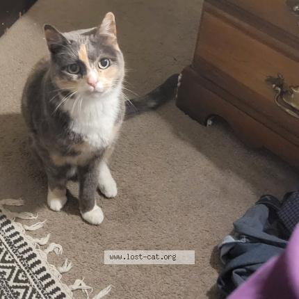 Photo 1/1 Lue Chat lost in Federal way