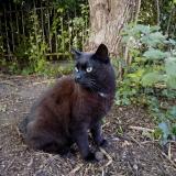 Picture of cat lost at La Ferte Sous Jouarre