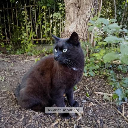 Photo 1/1 Babou Chat lost in La ferte sous jouarre