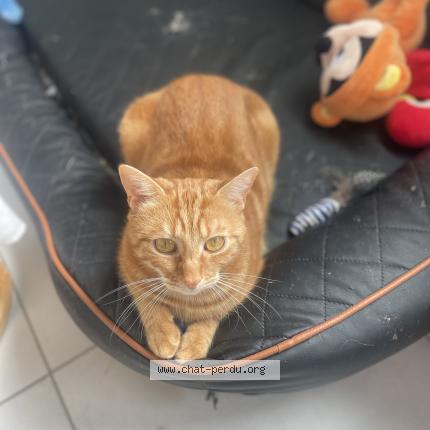 Photo 1/1 Eden Chat lost in Amiens