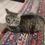 Picture of cat found at Lille