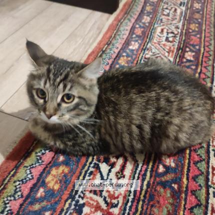 Photo 1/1 Found cat Found in Lille