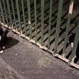 Picture of cat found at Brussels