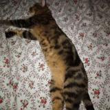 Picture of cat lost at Livry Gargan