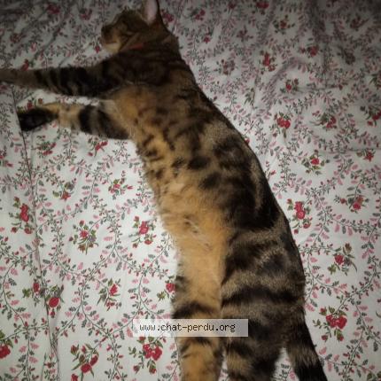 Photo 1/4 Boby Chat lost in Livry gargan