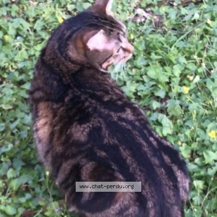 Photo 2/4 Boby Chat lost in Livry gargan