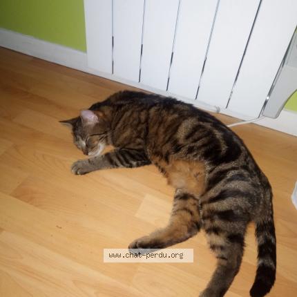 Photo 3/4 Boby Chat lost in Livry gargan