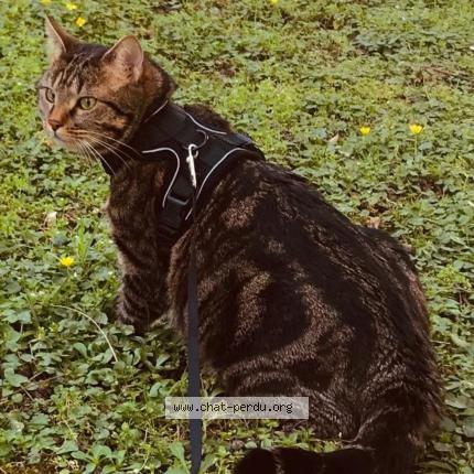 Photo 4/4 Boby Chat lost in Livry gargan