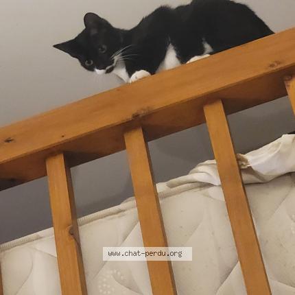 Photo 1/1 Amandine Larribere Chat lost in Lourdes