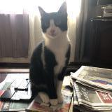 Picture of cat lost at Dompierre Sur Besbre