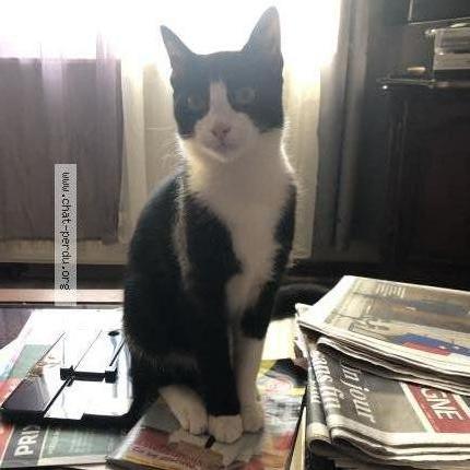 Photo 1/1 Felix Chat lost in Dompierre sur besbre