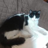 Picture of cat found at Lima