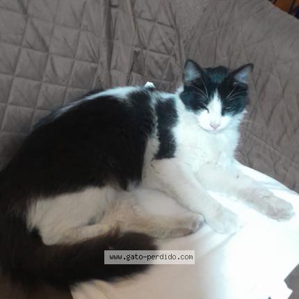 Photo 1/1 Found cat Found in Lima