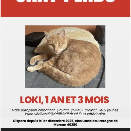 Photo 1/1 Loki Chat lost in Bretagne de marsan