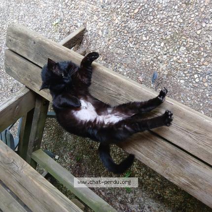 Photo 1/1 Matou Chat lost in Carlux