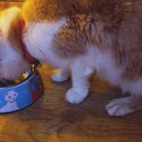 Picture of cat found at 44300 Nantes