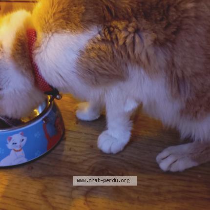 Photo 1/1 Found cat Found in 44300 nantes