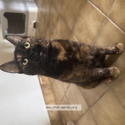 Photo 1/1 Wanda Chat lost in Visseiche