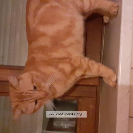 Photo 1/1 Found cat Found in Romont