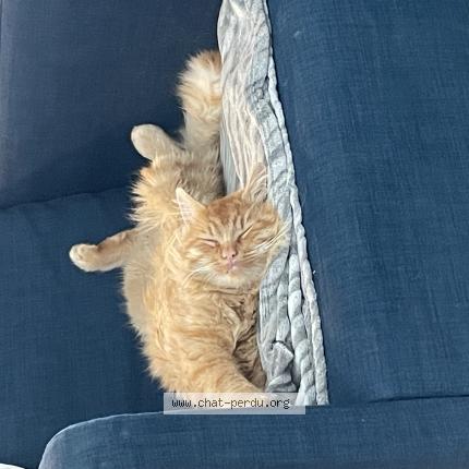 Photo 1/1 Yoda Chat lost in Sainte austreberthe