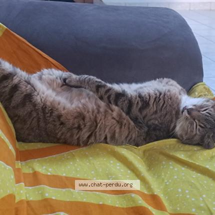 Photo 1/1 yoko Chat lost in Brest