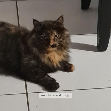 Photo 1/1 Moon Chat lost in Aussillon