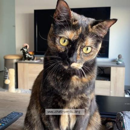 Photo 1/1 Sangria Chat lost in Toulouse