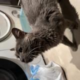 Picture of cat found at Saint Cloud